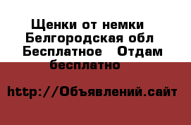 Щенки от немки - Белгородская обл. Бесплатное » Отдам бесплатно   
